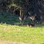 La Tana Del Grifo - Podere Amodeo *
